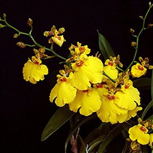 Chuva de Ouro - Oncidium Aloha