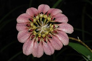 Bulbophyllum Andersonii