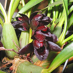 Maxillaria Schunkeana (orquídea negra )
