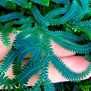 Samambaia Azul - Selaginella Uncinata