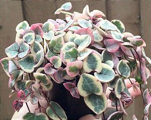 Ceropegia Woodii Variegata 'Pink Srednia' (Coração Emaranhado)