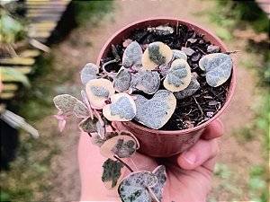 Ceropegia Woodii Variegata 'Pink Srednia' (Coração Emaranhado)