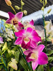 Denphal Sonia Earsakul