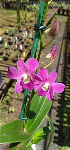 Dendrobium Glossy Ruby (Denphal)