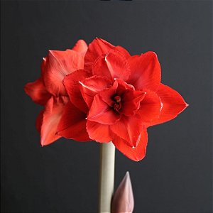 Amaryllis Double King
