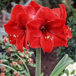 Amaryllis Carmen