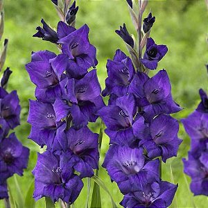Gladiolo Purple Flora - Orquidario em Mogi Mirim/SP - As mais lindas  Orquídeas!