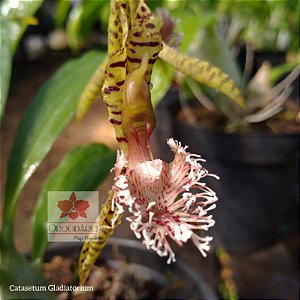 Orquídea Catasetum Gladiatorium