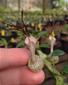 Ceropegia Dragão - Ceropegia Simoneae