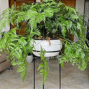 Renda Portuguesa - Davallia fejeensis