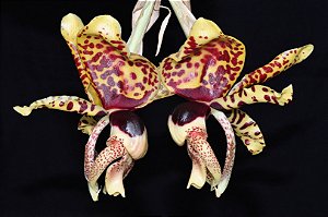 Stanhopea Tigrina