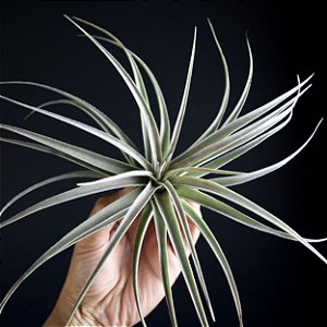 Bromélia Tillandsia Pohliana