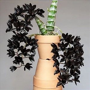 Fredclarkeara After Dark "Black Pearl" (Catasetum negro)