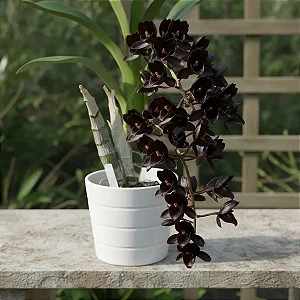 Orquídea Fredclarkeara After Dark "Black Pearl" (Catasetum negro)