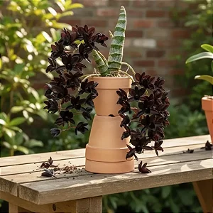 Fredclarkeara After Dark "Black Pearl" (Catasetum negro)