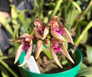 Bulbophyllum Guttulatum x Bulbophyllum Louis Sander (jovem)