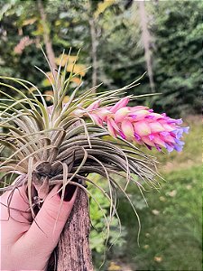 Bromélia Tillandsia Stricta