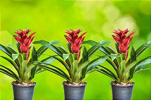 Guzmania Red (Bromélia)