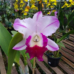 Cattleya Hibrida 20