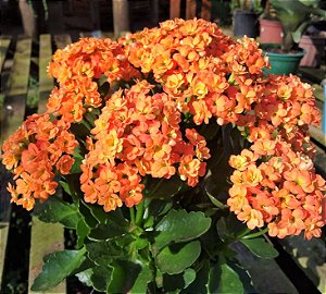 Kalanchoe Laranja