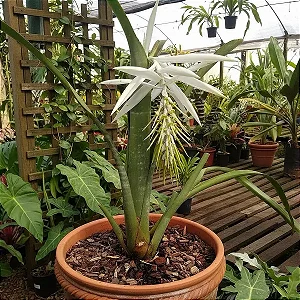Bromélia Billbergia Zebrina "Alba"