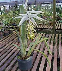 Bromélia Billbergia Zebrina "Alba"