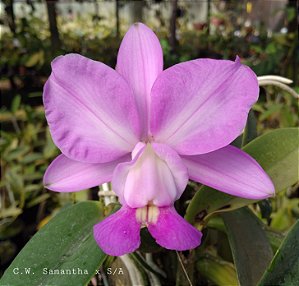 Cattleya Walkeriana Tipo Samanta