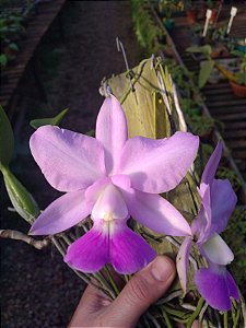 CW Tipo x Cattleya Walkeriana Chapeuzinho Vermelho