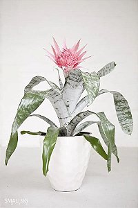 Bromélia Aechmea Fasciata