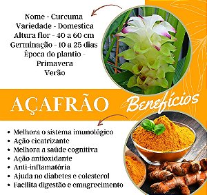 Açafrão da Terra - Curcuma Domestica (bulbo de flor)