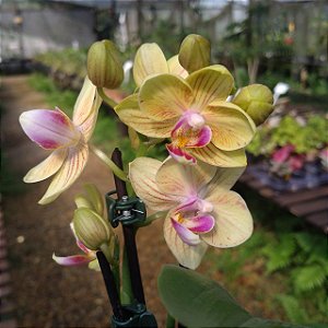 Mini Phalaenopsis P 02