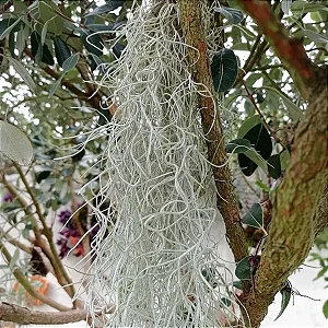Bromelia Tillandsia Usneoides - Barba-de-Velho
