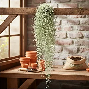 Bromelia Tillandsia Usneoides - Barba-de-Velho