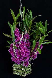 Dendrobium Hibiki (RARA)