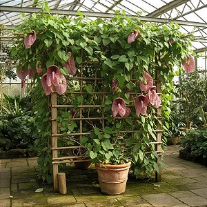 Papo de Peru - Aristolochia Gigantea (Planta Exótica)