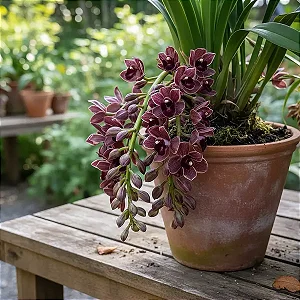 Orquídea Cymbidium Dorothy Stockstill