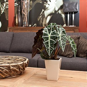 Alocasia Amazônica
