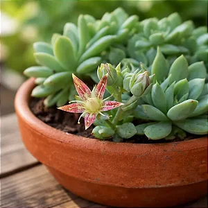 Graptopetalum Macdougallii
