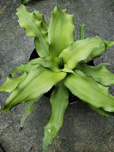 Cryptanthus Acaulis 'Jade'