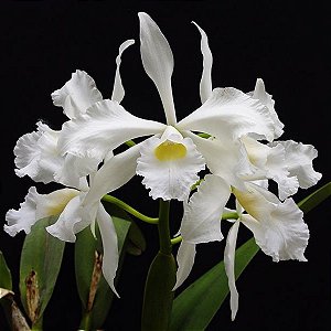 Cattleya Purpurata Alba