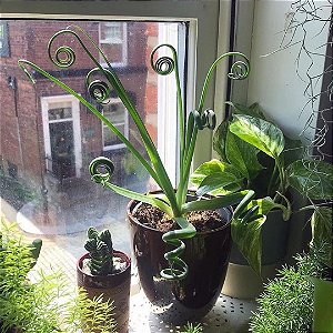 Albuca Spiralis (florindo)