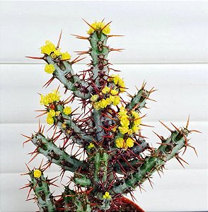 Euphorbia Aeruginosa Cactus