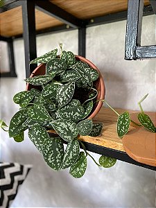 Jibóia Prateada - Scindapsus pictus Argyraeus