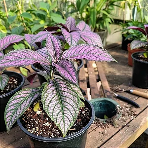 Escudo Persa - Strobilanthes Dyeriana