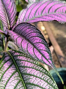 Escudo Persa - Strobilanthes Dyeriana