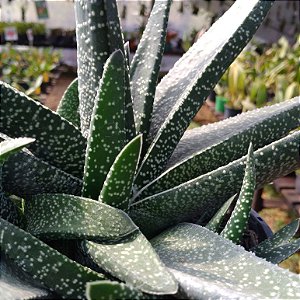 Gasteria Carinata - PLANTA GRANDE