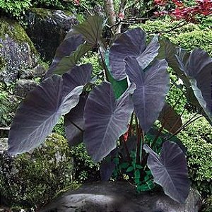 Colocasia Esculenta Black Magic - Muda Menor