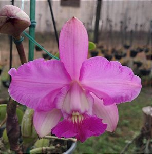 Cattleya Walkeriana Daiane Wenzel x Tipo 2010