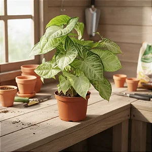 Planta Flecha - Syngonium Podophyllum