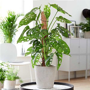 Monstera Adansonii Subsp.Laniata